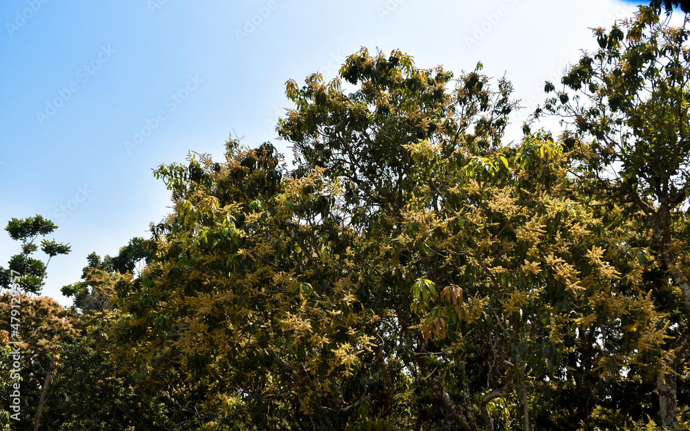 Mango flower on a tree. A branch of inflorescence mango flowers in nature. Mango flower on a tree. A branch of inflorescence mango flowers in nature.