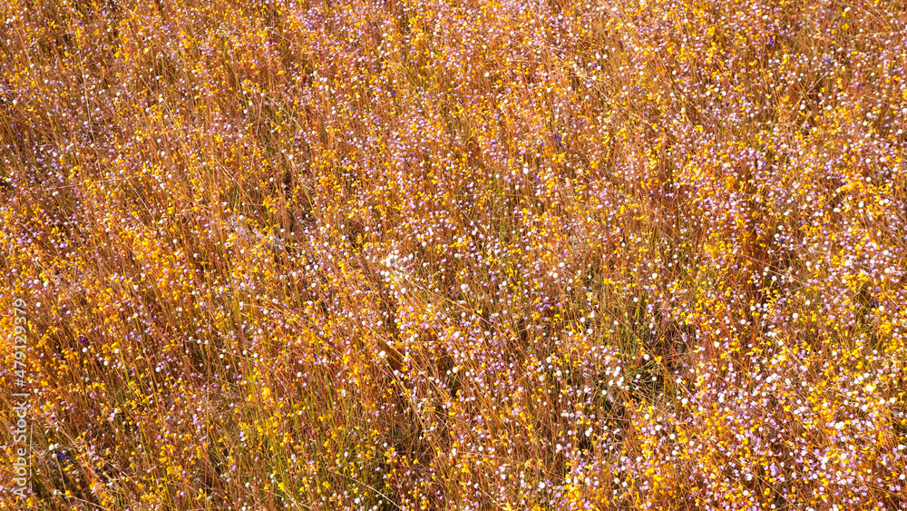 Field of colorful flowers that are beautiful in sunshine day, select focus. Field of colorful flowers that are beautiful in sunshine day, select focus.