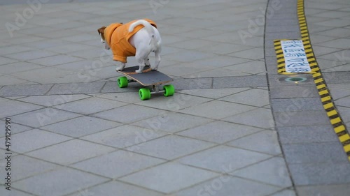 A dog is riding a skateboard