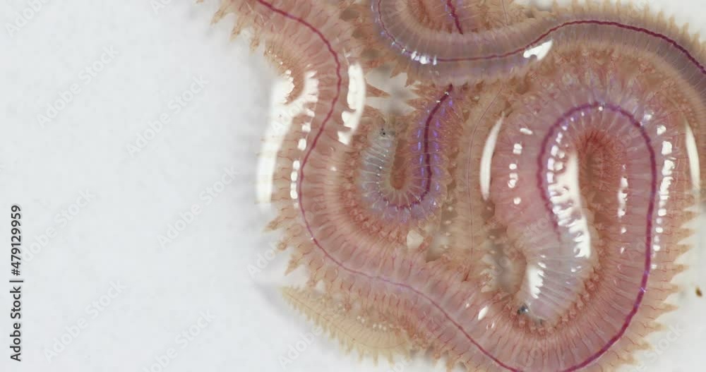 Sand Worm (Perinereis sp.) is the same species as sea worms (Polychaete), Living in a beach area with relatively shallow water levels for education in laboratory.
