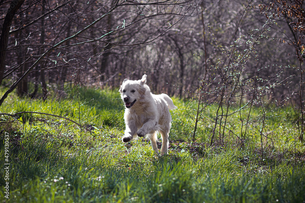 Fototapeta premium Happy white dog running in green grass. Early spring in Poland. Forest clearing with lush plants and bare trees. Selective focus on the details, blurred background.