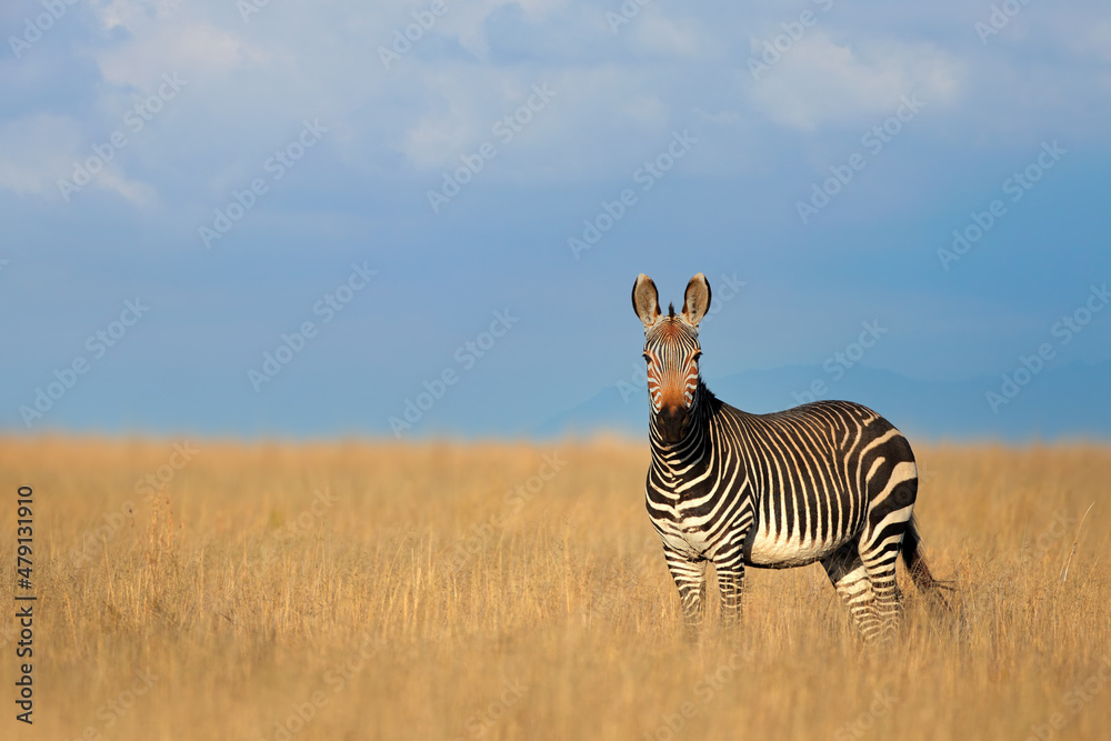 Fototapeta premium Cape mountain zebra (Equus zebra) in open grassland, Mountain Zebra National Park, South Africa.