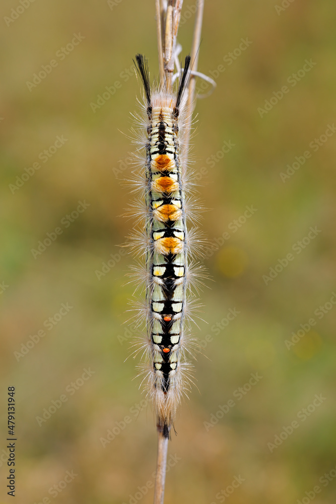 Close-up of a hairy caterpillar on a branch in natural habitat, South Africa. Close-up of a hairy caterpillar on a branch in natural habitat, South Africa.
