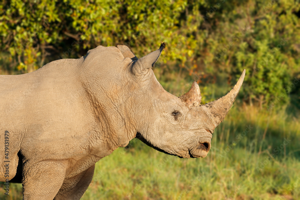 Fototapeta premium Portrait of a white rhinoceros (Ceratotherium simum) in natural habitat, South Africa.