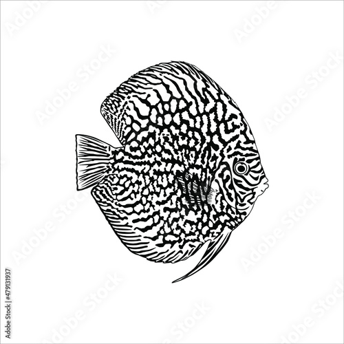 Symphysodon, colloquially known as Discus Fish, Silhouette Illustration of the Discus Fish for Logo, Icon, Symbol, or Graphic Design Element. Vector Illustration