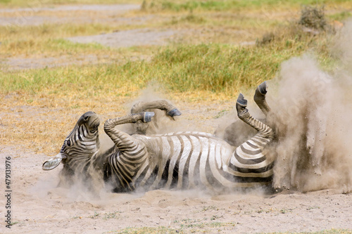 A plains zebra  Equus burchelli  rolling in dust  Amboseli National Park  Kenya.