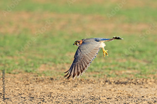 A red-necked falcon (Falco chicquera) in flight, Kalahari desert, South Africa. photo