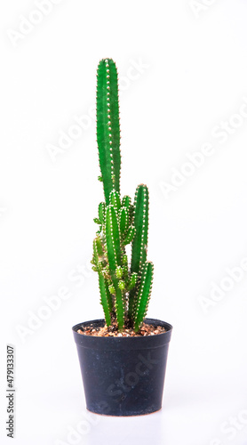 Tall cactus in a pot on a white background