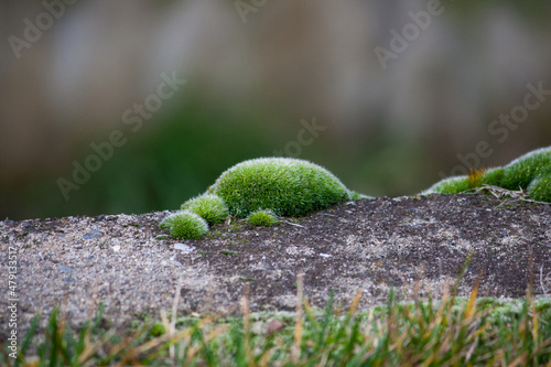 Tortula muralis on a gray wall