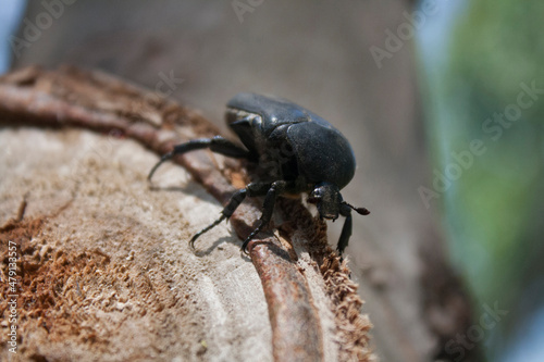 Beetle sitting on a tree