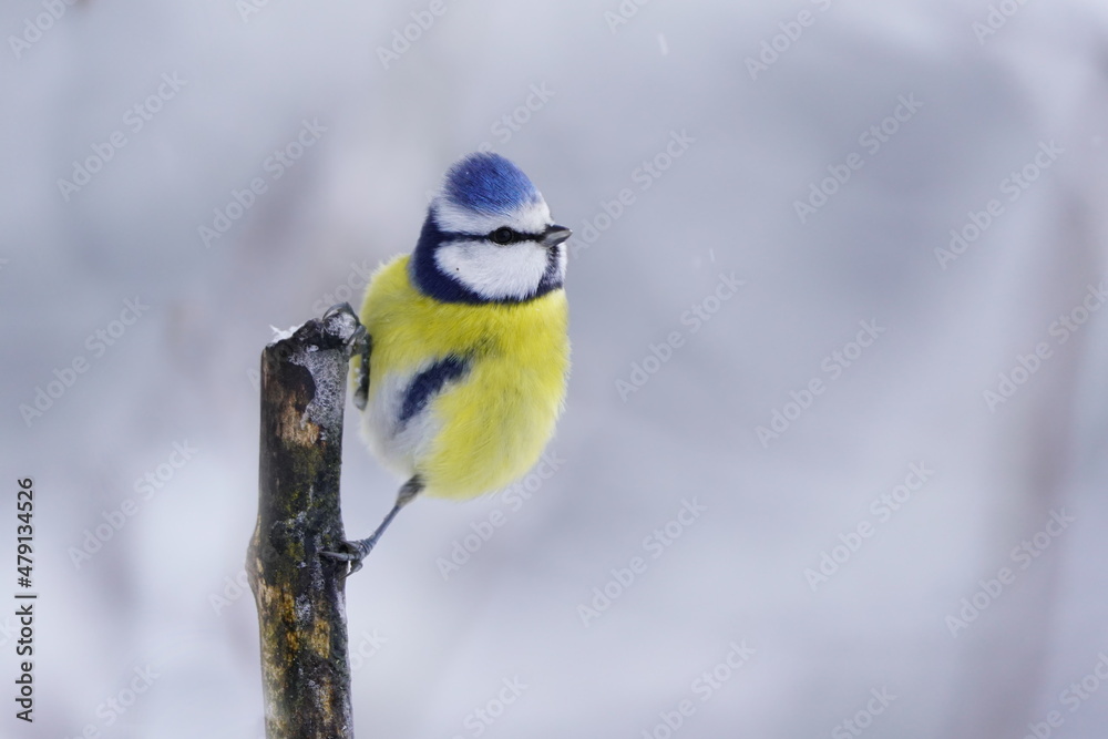 cute blue tit sitting on the branch. Winter scene with a titmouse.  Song bird in the nature habitat. Cyanistes caeruleus.
