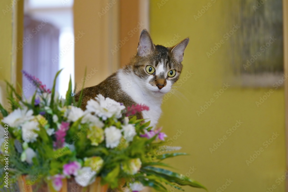 Portrait of a cute european cat. Felis silvestris catus. 
