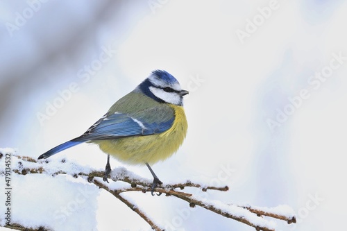 cute blue tit sitting on the branch. Winter scene with a titmouse. Song bird in the nature habitat. Cyanistes caeruleus.
