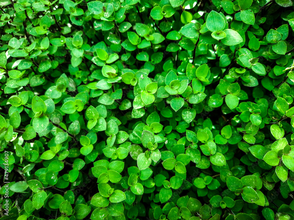 green leaves background green leaves background