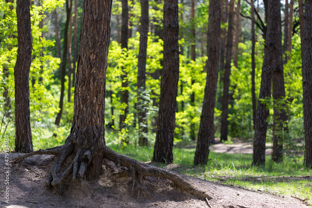 Natural forest background with trunks and greenery of trees or reserved city park, forest protection concept Natural forest background with trunks and greenery of trees or reserved city park, forest protection concept