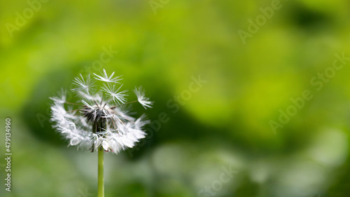 Fluffy flying dandelion on a green meadow background  copy space  close-up