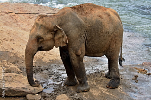 Sri Lanka elephant  Elephas maximus maximus . Asia.