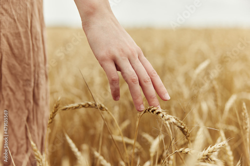 touching golden wheat field rye farm nature autumn season concept