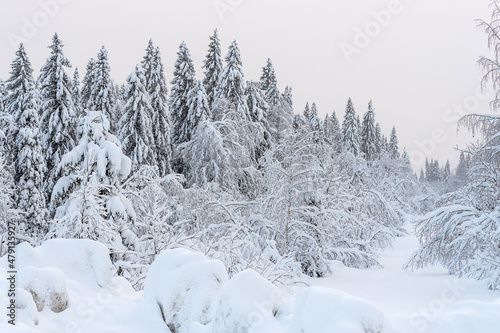 Spruce forest under the snow in very cold day, winter scene in Russia, Perm krai