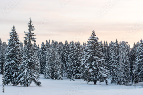 Spruce forest under the snow, winter scene