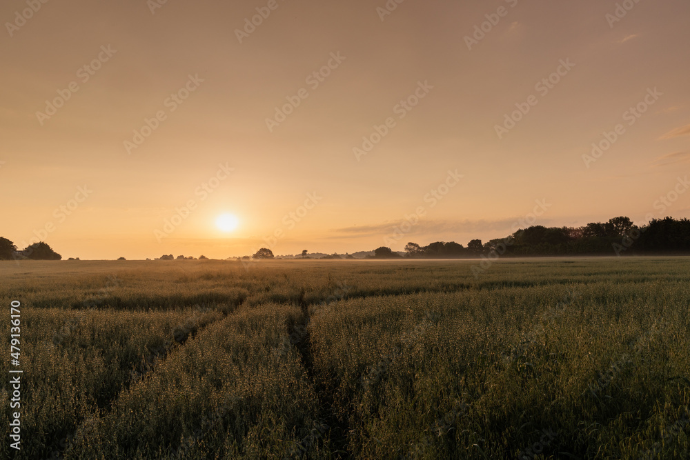 dawn photo of crop field and golden sky