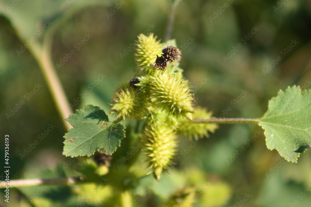 Green common cocklebur seeds closeup view with blurred background Green common cocklebur seeds closeup view with blurred background