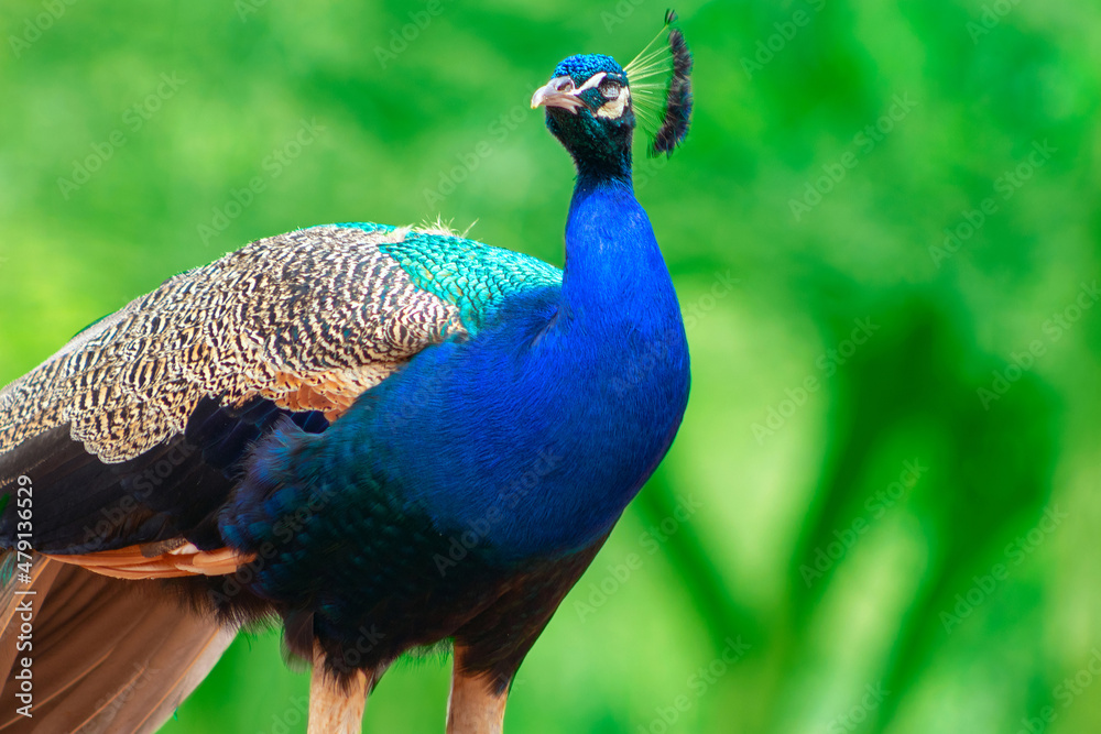 Wild bird. Portrait of a bright peacock on a blurred background Wild bird. Portrait of a bright peacock on a blurred background