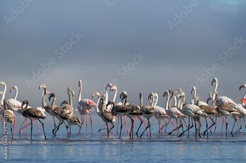 African birds. Flock of pink african flamingos walking around the blue lagoon on the background of bright sky on a sunny day.