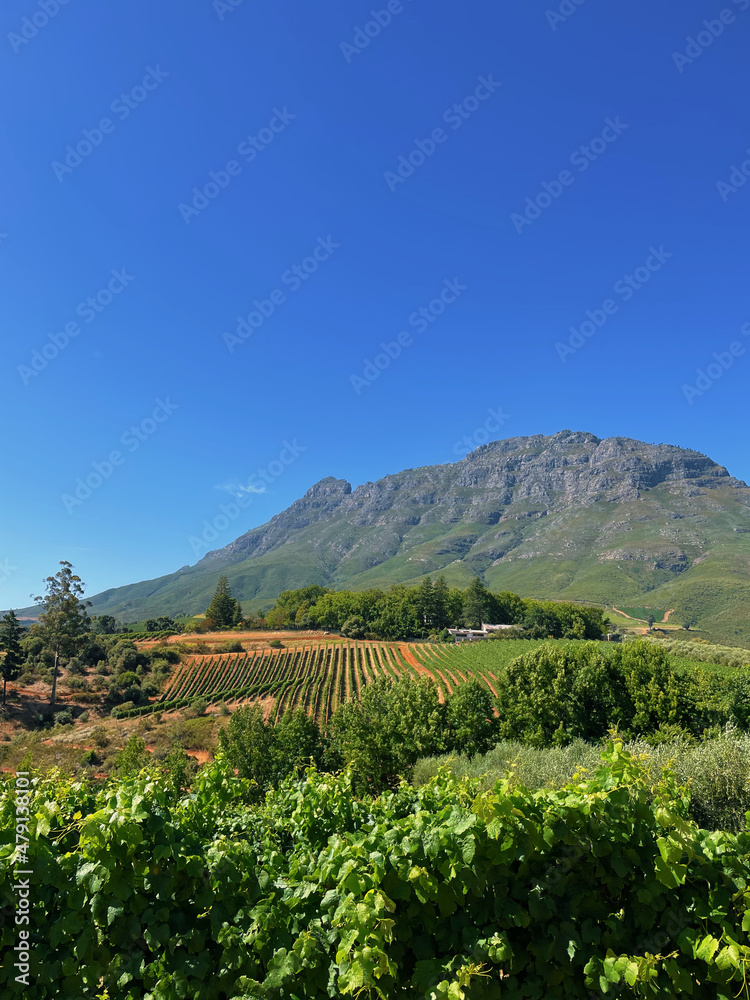 Mountain and valley with trees and vineyard at bright day