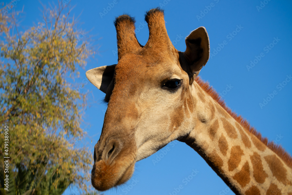 Fototapeta premium Wild african animal. Close up of large common Namibian giraffe on the summer blue sky.