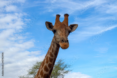 Wild african animal. Close up of large common Namibian giraffe on the summer blue sky.