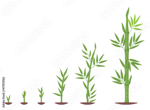 Obraz na płótnie Bamboos ripening period progression