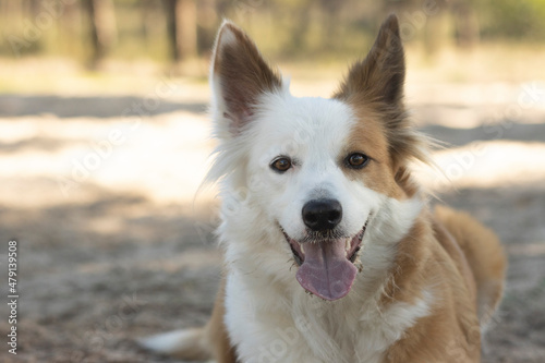 The most beautiful dog in the world. Smiling charming adorable sable brown and white border collie , outdoor portrait  with pine forest background. Considered the most intelligent dog.  © mialcas