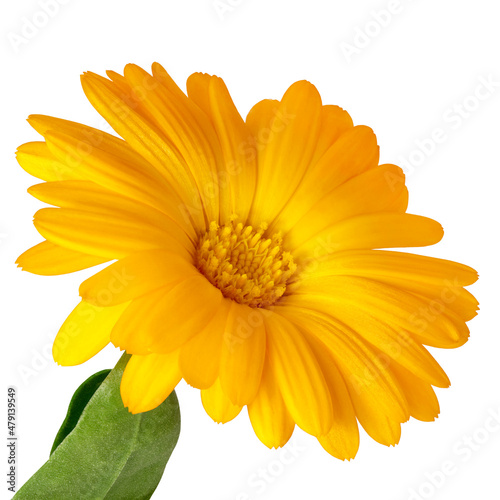 Calendula flower close-up on a white background. Side view. Full depth of field. With clipping path.