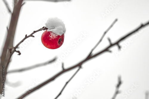 An apple under the snow. A red apple under the snow hangs on a bare branch in late autumn
