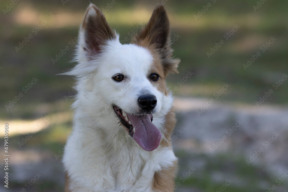 The most beautiful dog in the world. Smiling charming adorable sable brown and white border collie , outdoor portrait with pine forest background. Considered the most intelligent dog. The most beautiful dog in the world. Smiling charming adorable sable brown and white border collie , outdoor portrait with pine forest background. Considered the most intelligent dog.
