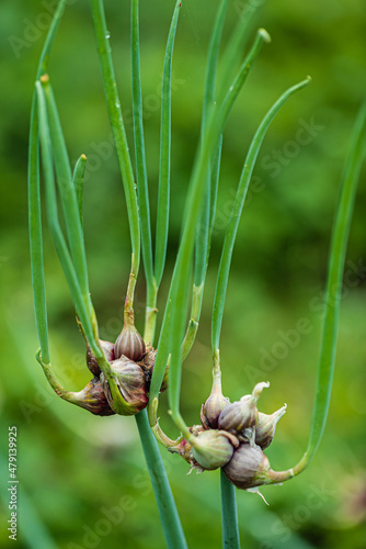 Egyptian onion (allium proliferum) bulbs on tree topsette in spring. photo