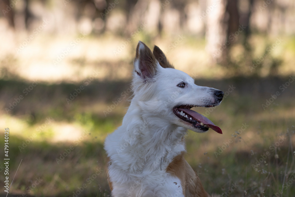 The most beautiful dog in the world. Smiling charming adorable sable brown and white border collie , outdoor portrait with pine forest background. Considered the most intelligent dog. The most beautiful dog in the world. Smiling charming adorable sable brown and white border collie , outdoor portrait with pine forest background. Considered the most intelligent dog.