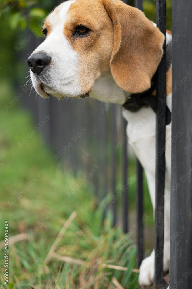portrait of a dog beagle breed peeking through a forged metal fence.