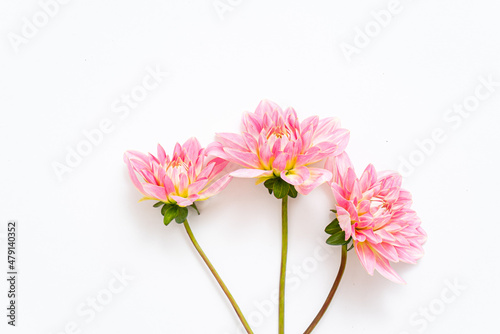 nice  fresh dahlia  top view