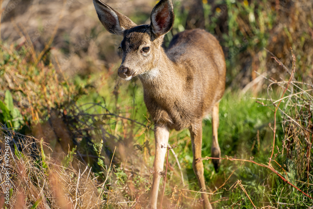 California Mule Deer (Odocoileus hemionus californicus) walking in the field. Beautiful deer in its natural habitat. California Mule Deer (Odocoileus hemionus californicus) walking in the field. Beautiful deer in its natural habitat.