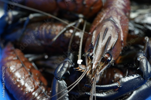 Freshwater Marron selling on seafood market stall. Marron are the largest freshwater crayfish in Western Australia. photo