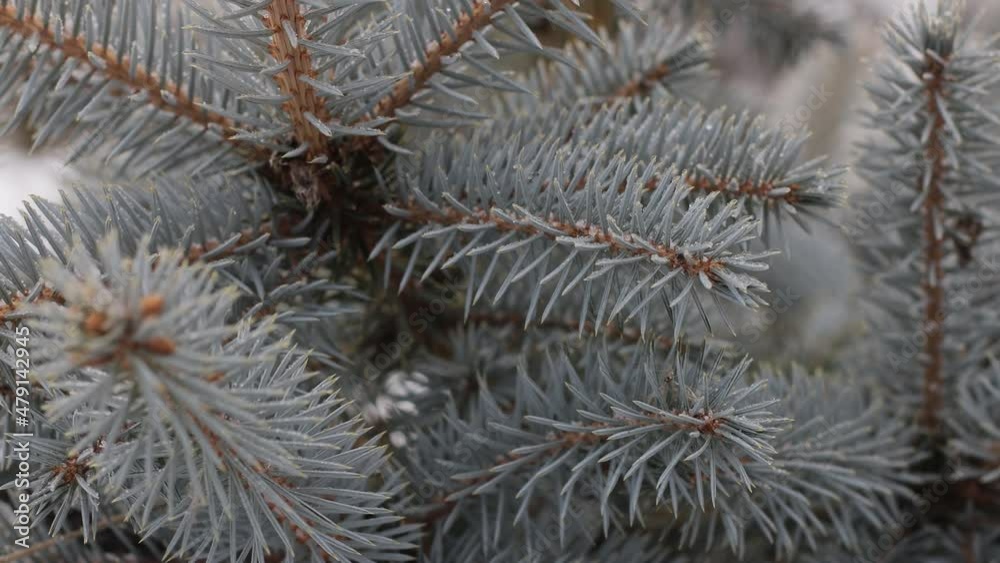 Branches and needles of a blue Christmas tree close-up on a background of white snow. smooth video with winter mood Branches and needles of a blue Christmas tree close-up on a background of white snow. smooth video with winter mood