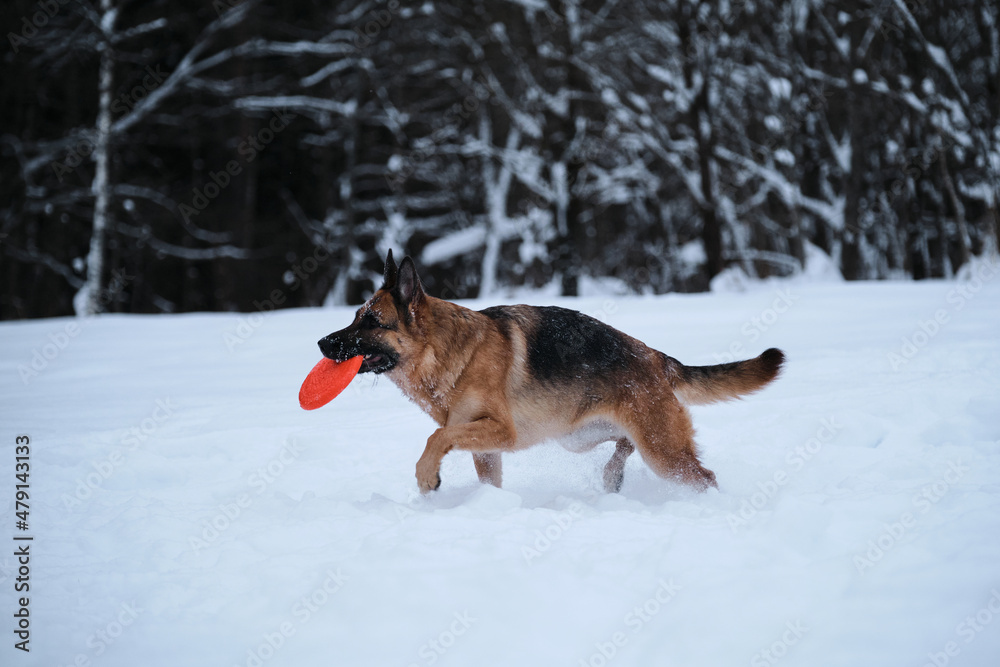 Sports with dog outside. Flying saucer toy. Agile and energetic. Black red German Shepherd runs quickly through snow against background of winter forest and holds orange disk in teeth.