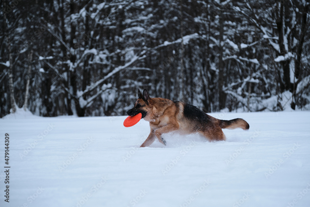 Sports with dog outside. Flying saucer toy. Agile and energetic. Black red German Shepherd runs quickly through snow against background of winter forest and holds orange disk in teeth.