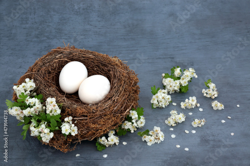 Birds nest with white eggs and hawthorn blossom flowers on mottled blue background. Fresh organic health food nature concept high in protein and omega 3. 