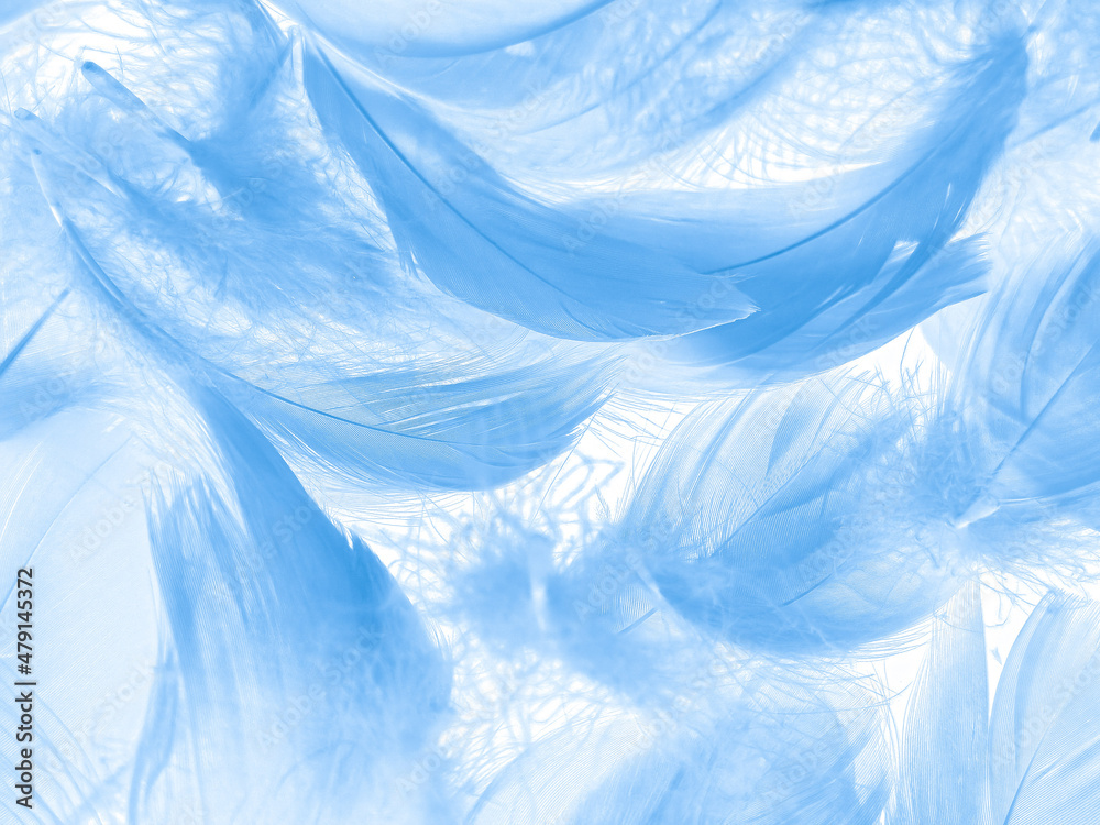 Obraz premium Beautiful abstract blue feathers on white background, white feather texture and blue background, feather wallpaper, blue texture banners, love theme, valentines day , gray gradient