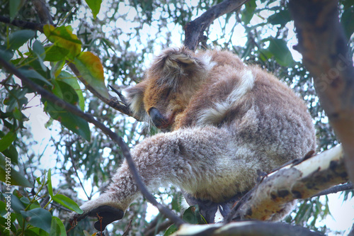 Sleeping koala in gum tree (Kennett River, Australia) photo