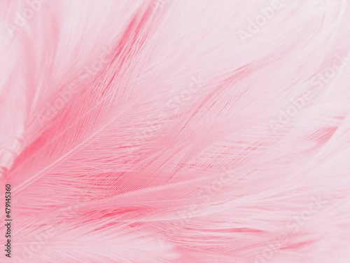Beautiful abstract light pink feathers on white background   white feather frame on pink texture pattern  pink background  love theme wallpaper and valentines day  white gradient
