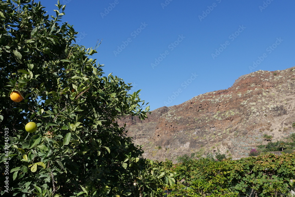 Orangenbaum und kahle Berge auf Gran Canaria Orangenbaum und kahle Berge auf Gran Canaria